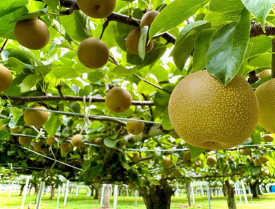 滴り落ちるほどの果汁！まるで“食べるジュース”な「夏の梨」セット