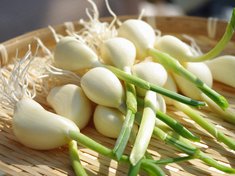 にんにく界の革命児「はねにんにく」の調味料セット